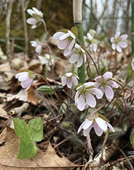 The Hepatica flower