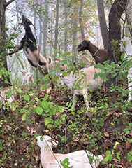 A 60-member herd of goats brought to Afton State Park
last fall for buckthorn removal