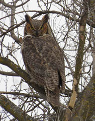 A great horned owl in the wild