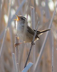 A marsh wren in the wild. Photo by Conner Maloney.
