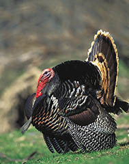 Wild turkeys roaming free in Minnesotan