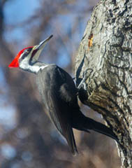 A Pileated Woodpecker